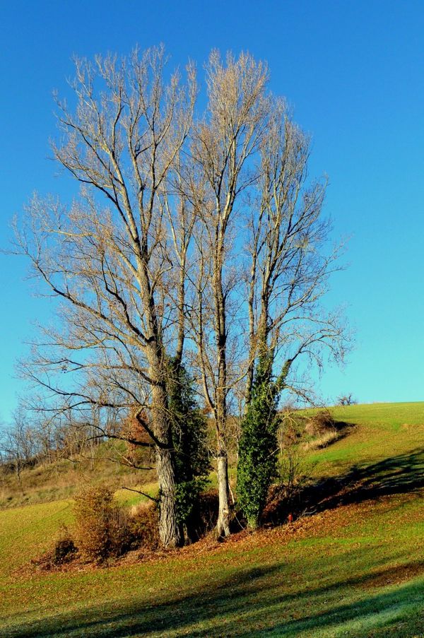 U11 - Vers le bouquet d'arbre