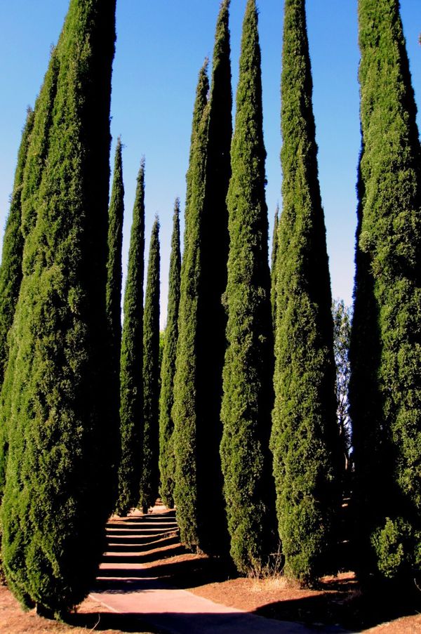 as07 - plantation