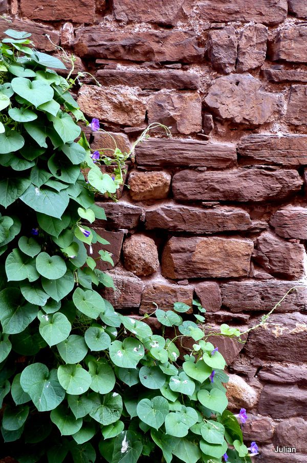 t05---Mur-et-grimpante.JPG