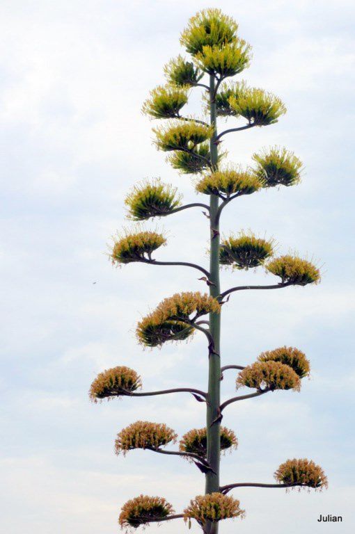 as07---Agave-3.JPG