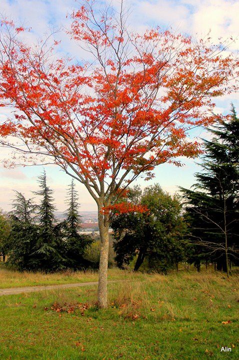 i01---Arbre-rouge.JPG