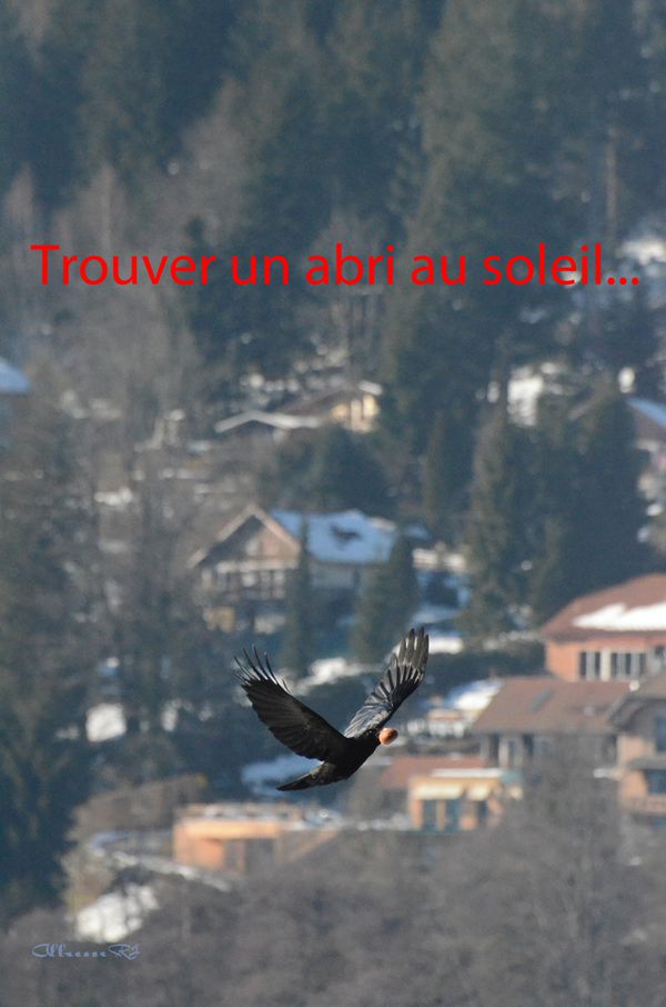 Corbeaux à Gérardmer 116