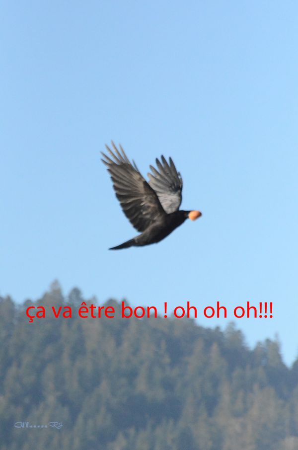 Corbeaux à Gérardmer 119