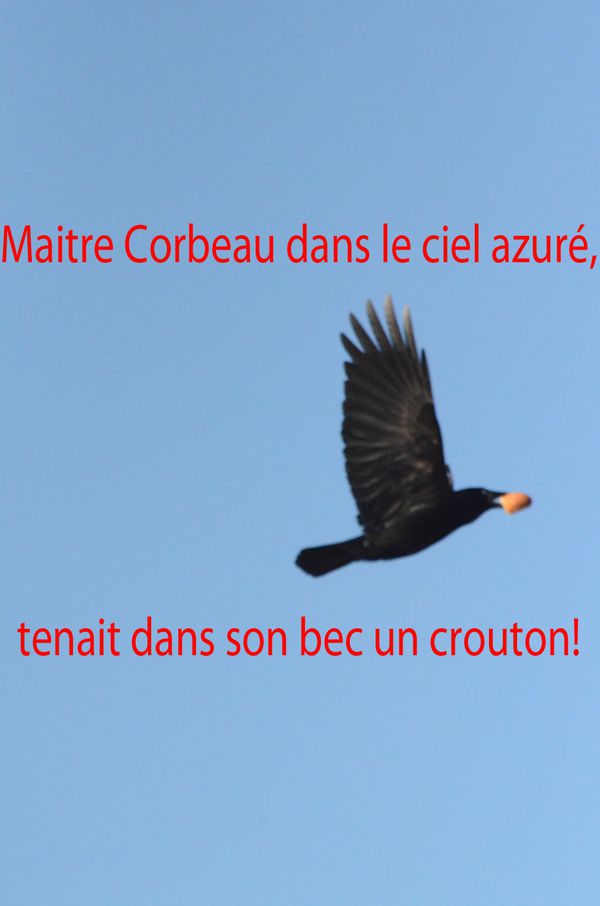 Corbeaux à Gérardmer 120