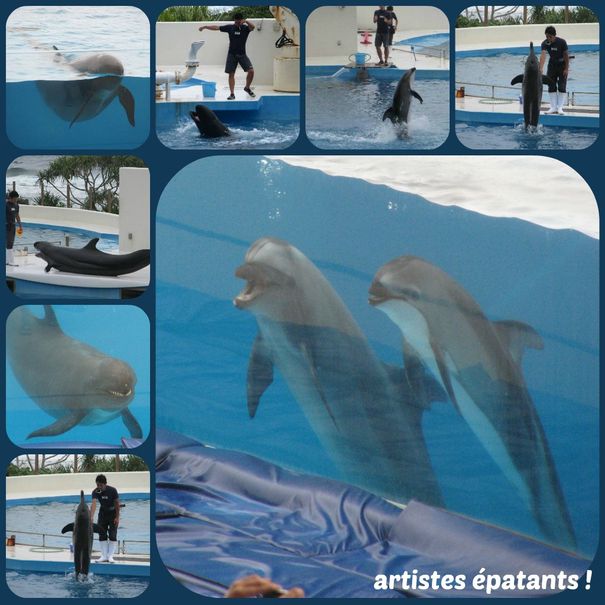04-2014-Okinawa J1dauphins