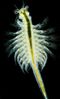 Artemia-01.jpg