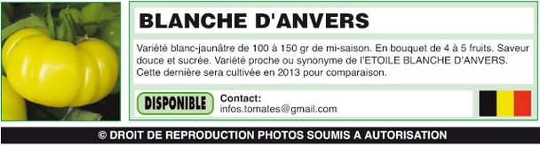 BLANCHE-D'ANVERS-(belge)
