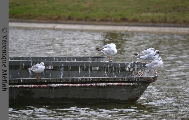 23 mars 2012 Mouettes Lac Daumesnil 3