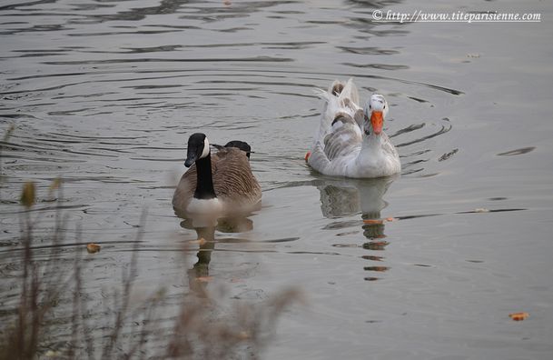 18 février 2012 La bernarche et l'oie blanche 1