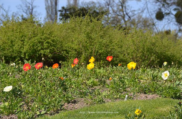 Printemps au Parc Floral de Paris 3