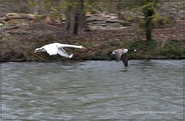 Cygne lac des Minimes 1