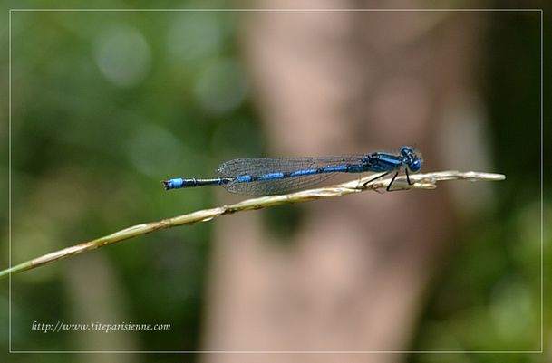 5 août 2012 Libellule bleue 2
