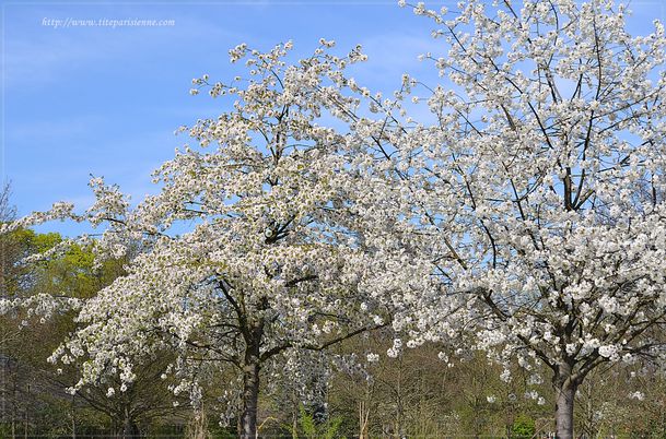 Printemps au Parc Floral de Paris 10