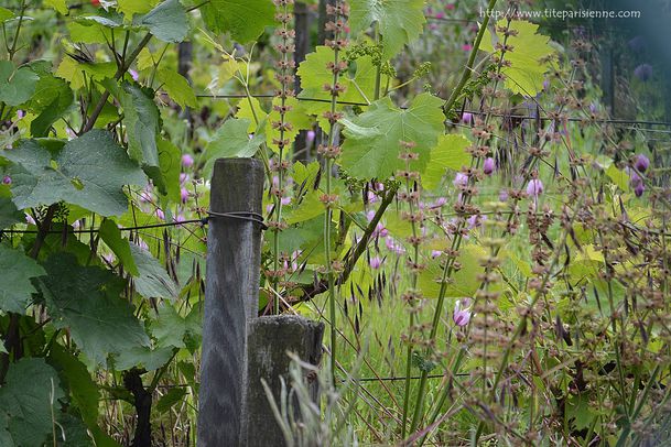 18 Juin 2012 Vignes Montmartre 4