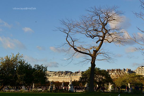 La photo du weekend Les Tuileries