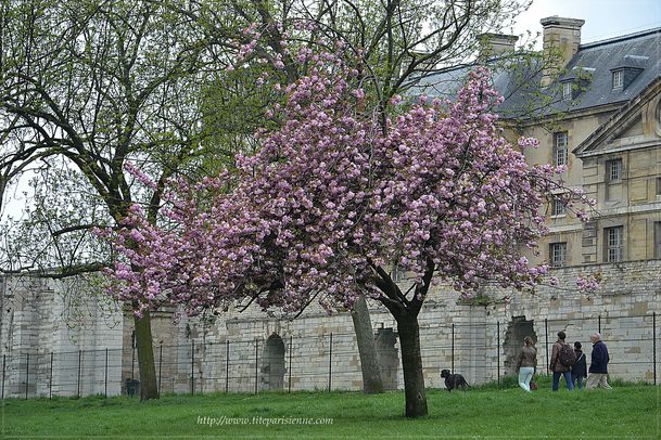 Cerisier du Japon Vincennes 1