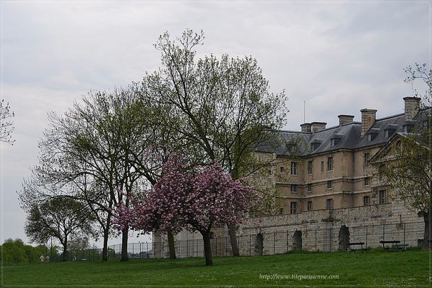 Cerisier du Japon Vincennes 3