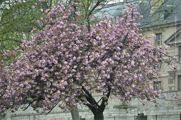 Cerisier du Japon Vincennes 4