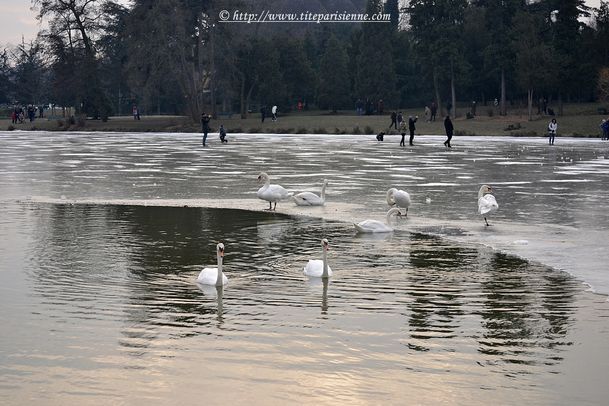 17 février 2012 Cygnes Lac Daumesnil 1