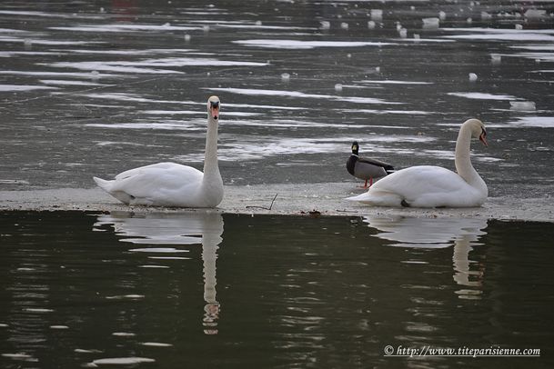 17 février 2012 Cygnes Lac Daumesnil 2