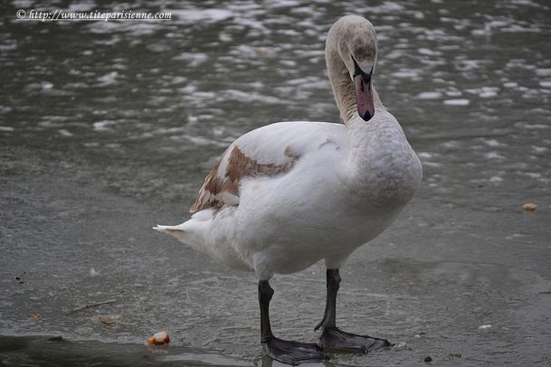 17 février 2012 Cygnes Lac Daumesnil 6