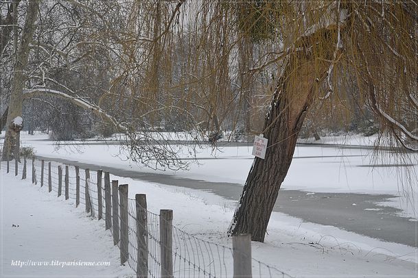 Lac Daumesnil 22 Janvier 2013 3