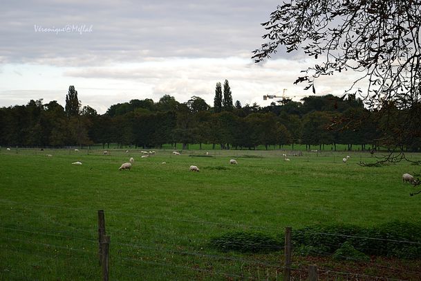 Moutons Versailles 2