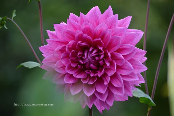 Dahlia 1