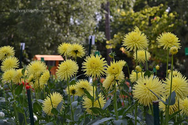 Dahlias 1