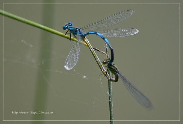 5 août 2012 Libellule bleue 4