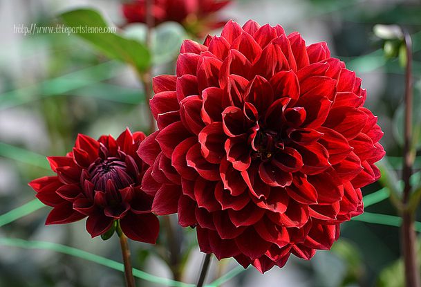 Dahlias 4
