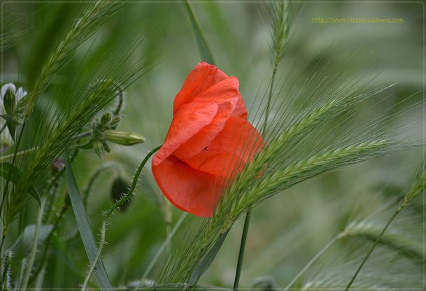 Faune et Flore du Bois de Vincennes 9