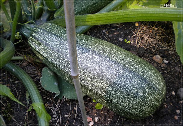 19 octobre 2011 Le jardin insolite photo 7