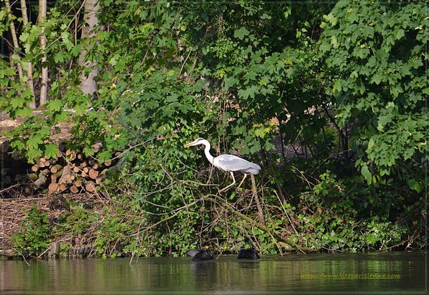 Faune et Flore du Bois de Vincennes 6