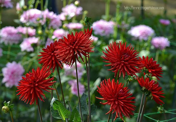 Dahlias 2