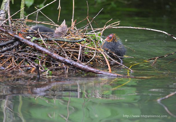 12 mai 2012 Lac des Minimes 4
