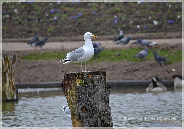 21 Mars 2012 Goëland 3