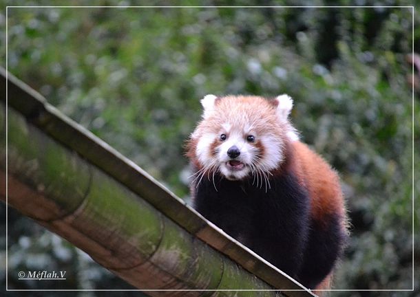 3 décembre 2011 Ménagerie panda roux 2
