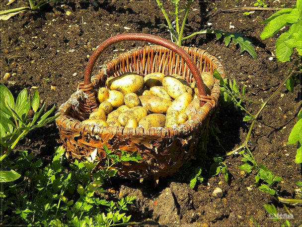 19 octobre 2011 Le jardin insolite photo 6