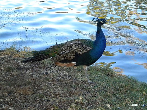 25 octobre 2011 Paon Lac Daumesnil 1