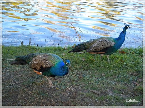 25 octobre 2011 Paon Lac Daumesnil 2