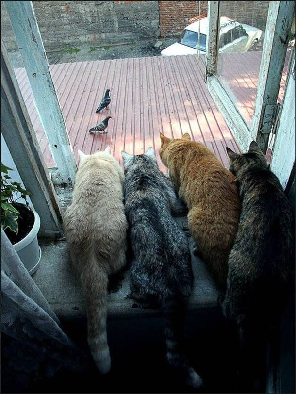 chat algrange ouverture-chasse