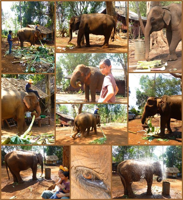 02-Bangkok-J5-déjeuner éléphants