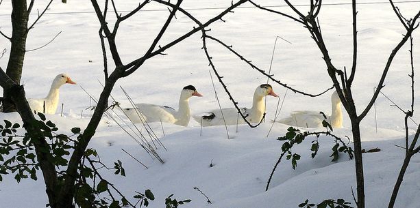 Canards dans la neige