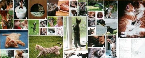 Le-comportement-du-chat-de-A-a-Z-4.JPG