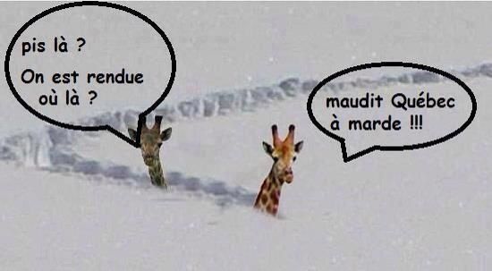 GIRAFES AU QUEBEC