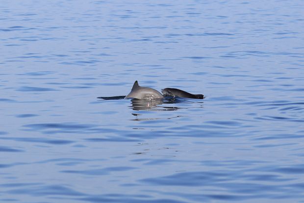 rencontre dauphin corse