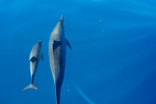 Rencontre avec les dauphins bretagne