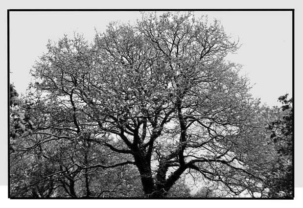 arbre-190-LV.jpg