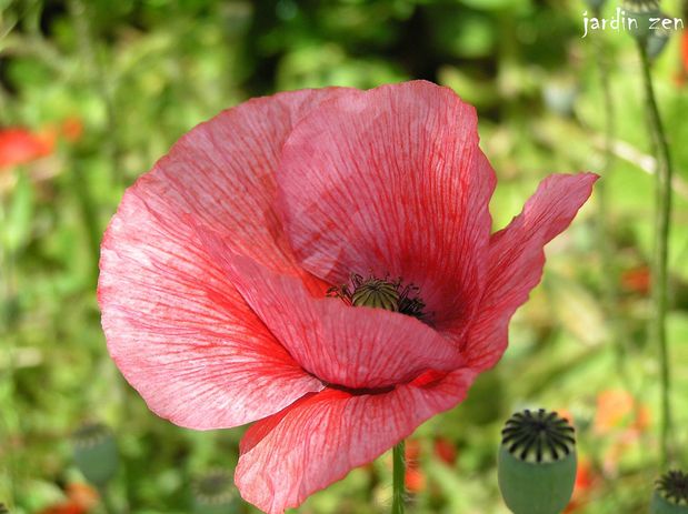 coquelicot rose